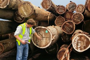 Logging Buchanan Port